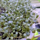 clover.jpeg
