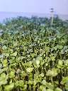 brocolli.webp