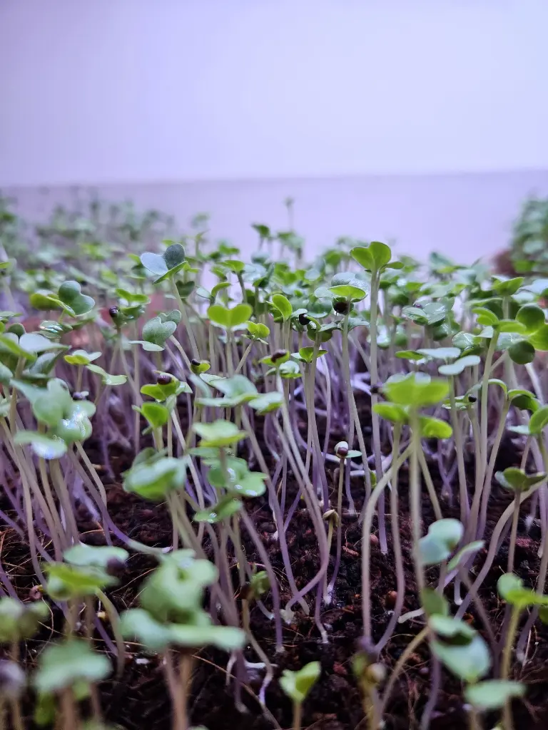 WhatsApp Image 2025-04-23 at 10.44.50 PM.webp