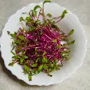 beets2.webp