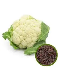 Cauliflower Microgreen Seeds