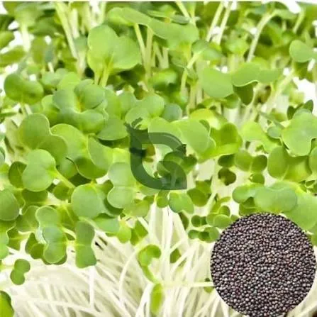 Cabbage Microgreen Seeds