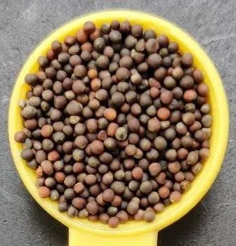 Kale Microgreen Seeds