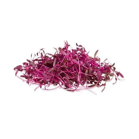 Red Amaranthus Microgreen Seeds