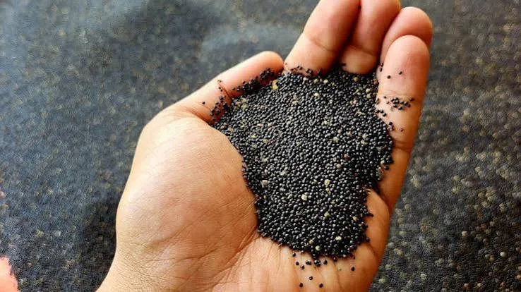 Green Amaranthus Microgreen Seeds