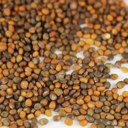 Arugula Microgreen Seeds
