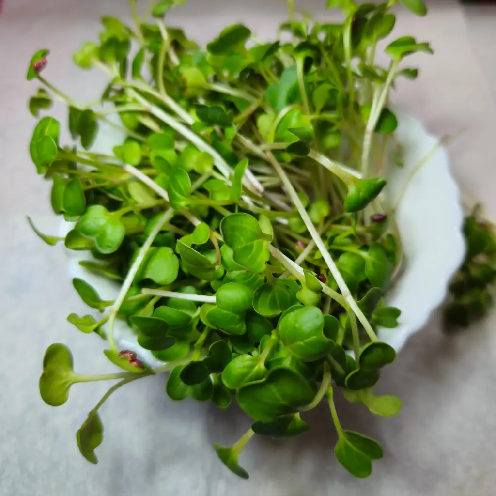 China Rose Radish Microgreens