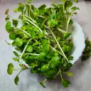 China Rose Radish Microgreens