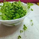 Broccoli Microgreens