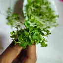 Mustard Microgreens