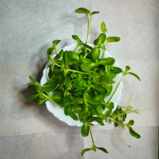 Sunflower Microgreens