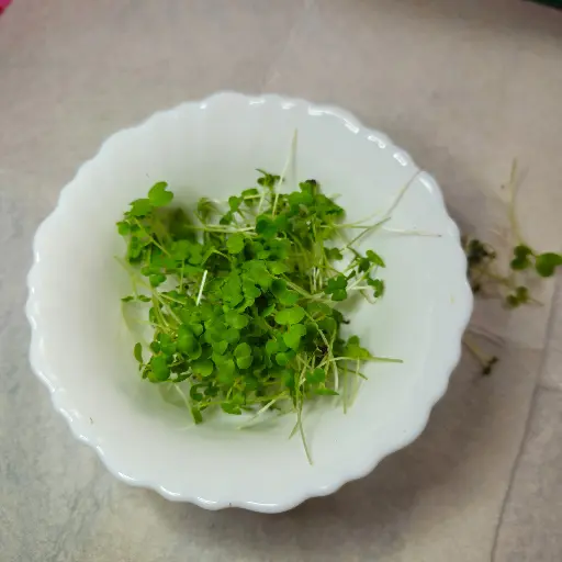 Pak Choi Microgreens
