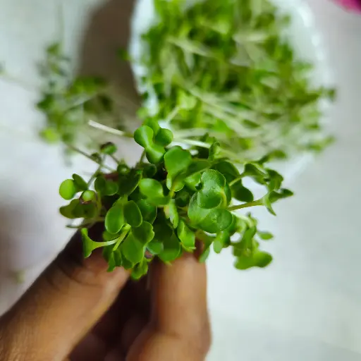 Mustard Microgreens