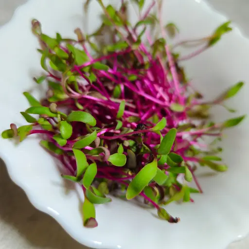 Beets Microgreens