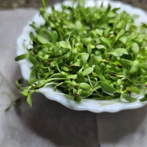 Alfa Alfa Microgreens