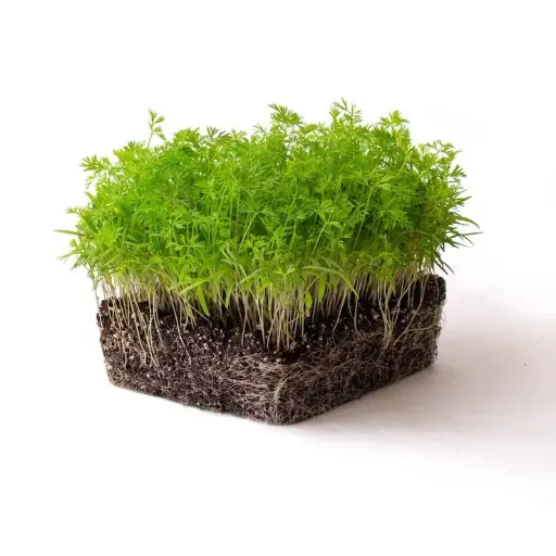 Red Carrot Microgreens