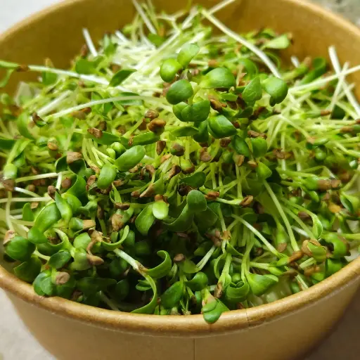 Fenugreek Microgreens (Methi)