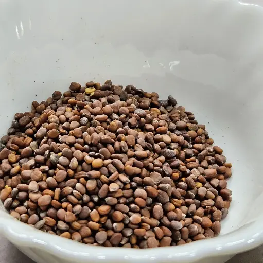 White Radish Microgreen Seeds