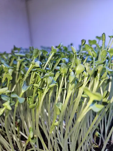 White Daikon Radish Microgreens