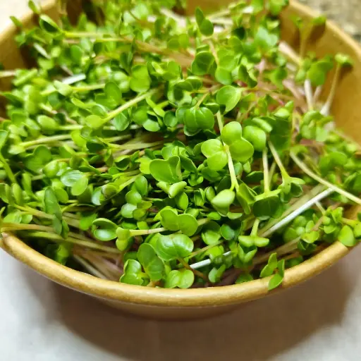 China Rose Radish Microgreens