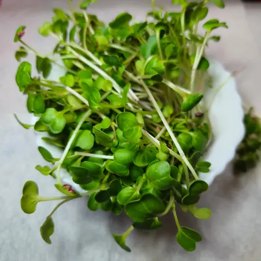 China Rose Radish Microgreens