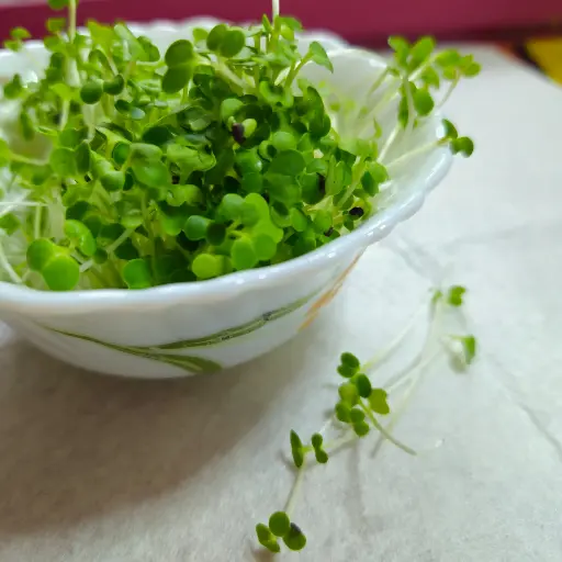 Broccoli Microgreens